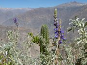 086Wilde_Lupine_im_Colca-Tal